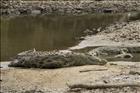 24 Nile Crocodiles